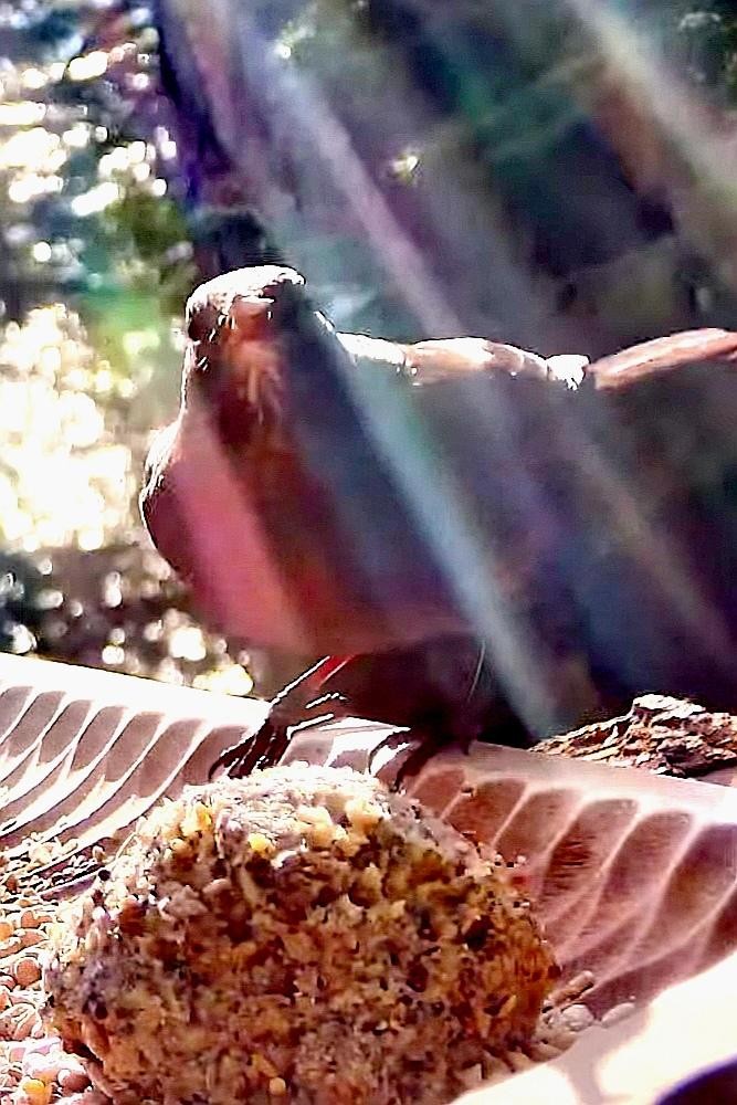 livebirdspoland_b9caa3c481fc84fead6ccf4a97aee683.jpg