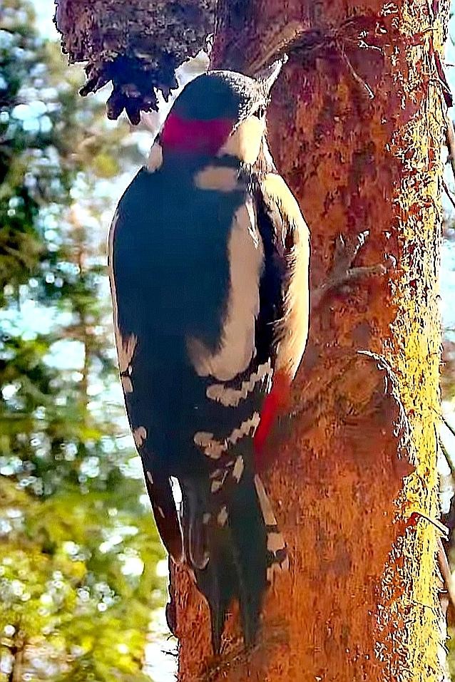 livebirdspoland_a5e2d425346ff9c29001e274bfa001ae.jpg