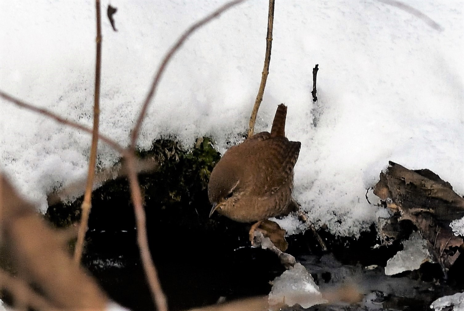 livebirdspoland_8a6cf5da118155e5e2fe3a26216618a6.png