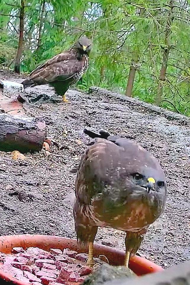 livebirdspoland_1cb5e2bd05195c9c44d20e489583888a.jpg