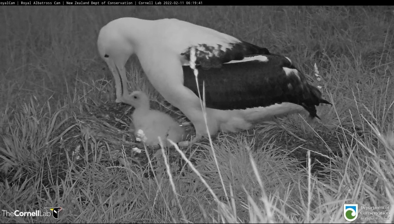 livebirdspoland_fff949c5e8f510a5dcce623b40d4dec2.jpg