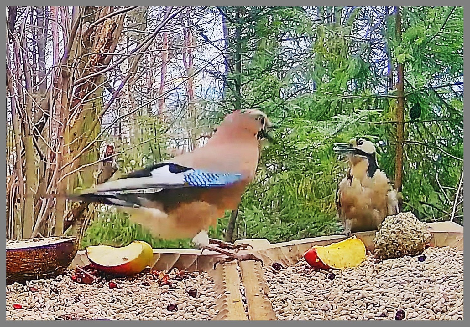 livebirdspoland_ad7ccc3376f610cdc070a2025d43a444.jpg