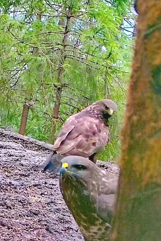 livebirdspoland_f4daa694ee72e9a3175cb578b409fa15.jpg