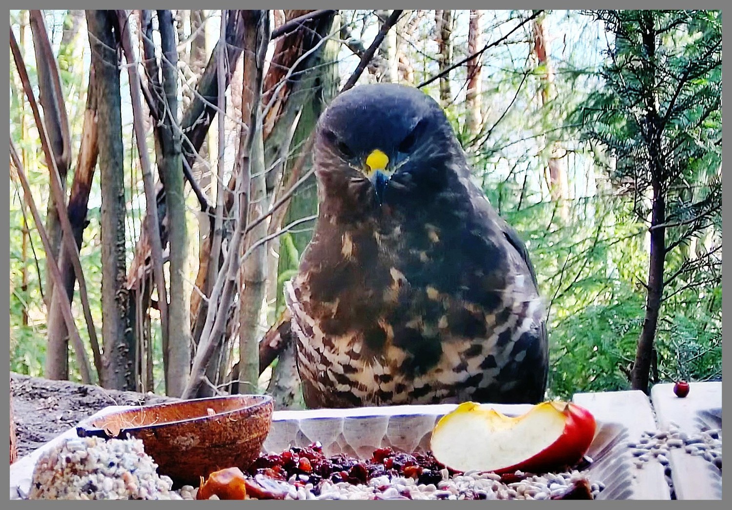 livebirdspoland_7041e53b61997e26f53fca73bc8e18d8.jpg