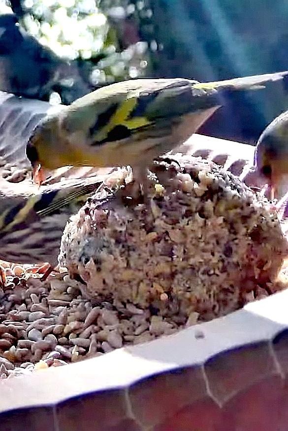 livebirdspoland_cbc9889e467ff2c888bd0ac7550a86c5.jpg