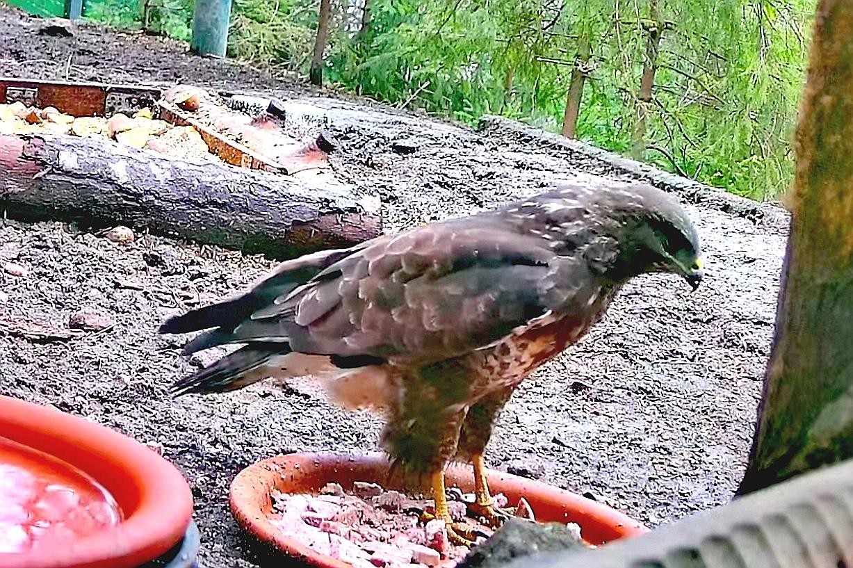 livebirdspoland_ece1b38cfbb78321bf8d73c36b6c29fb.jpg