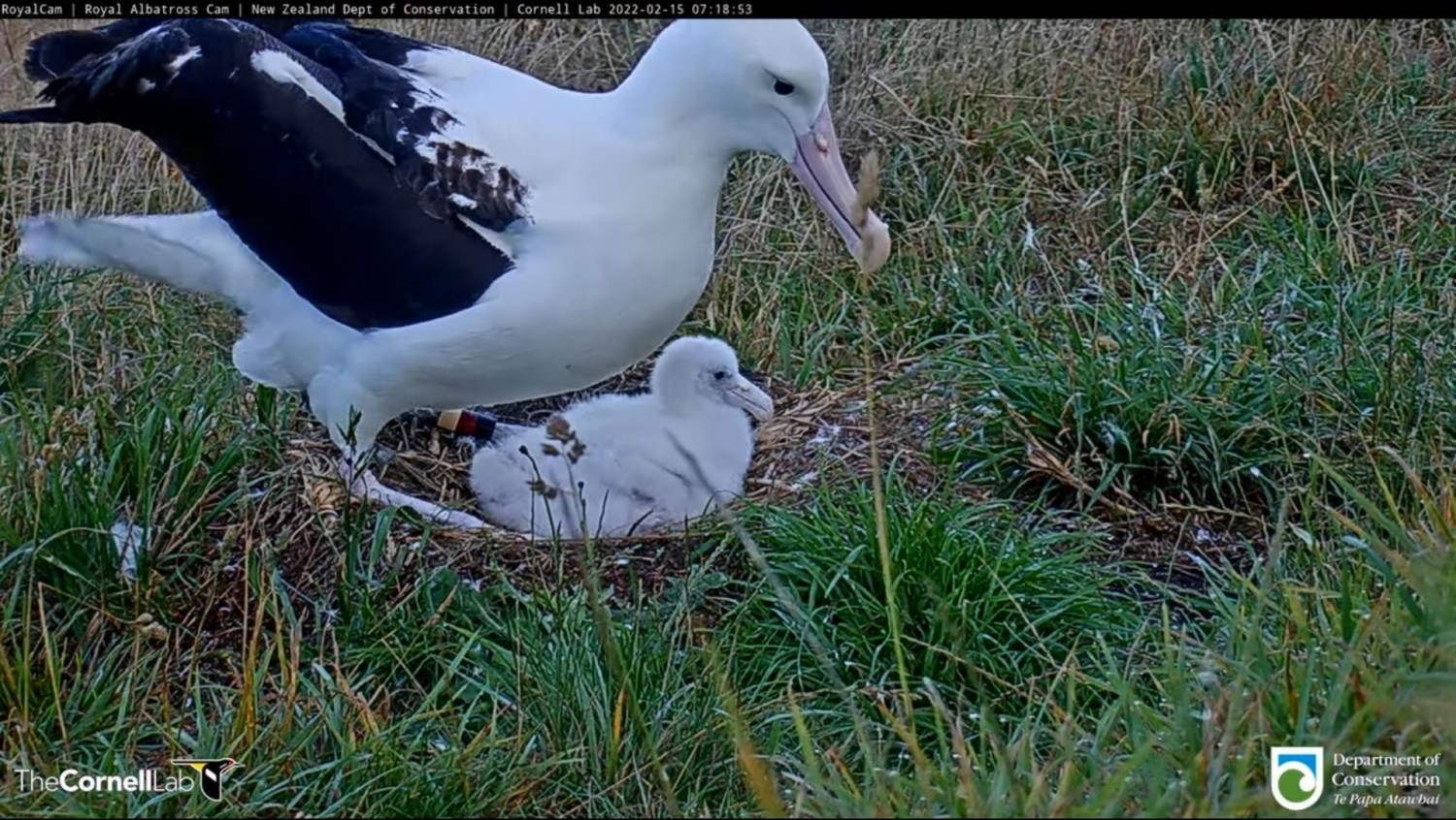 livebirdspoland_2fe072f0792d65da4386eaab0fec4b0a.jpg