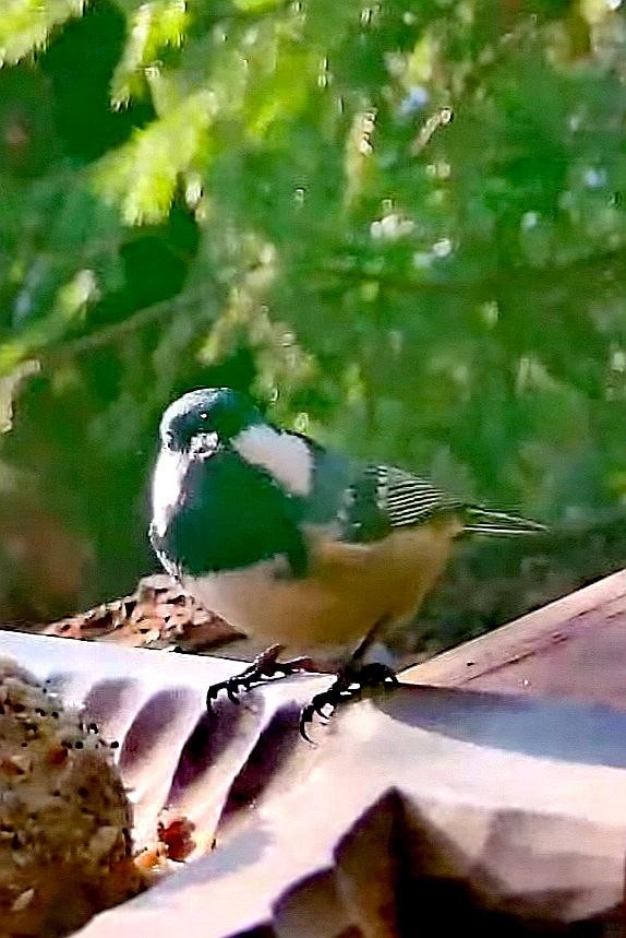 livebirdspoland_977797bfa46ceb38246a268de96668d8.jpg