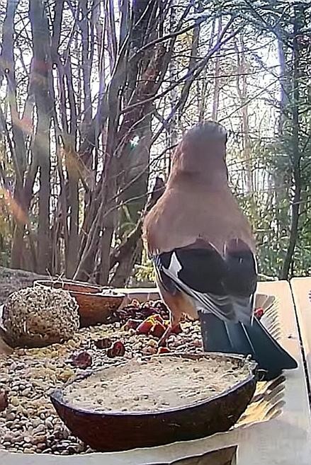 livebirdspoland_29267160a5396bf9befe931520aad8ab.jpg