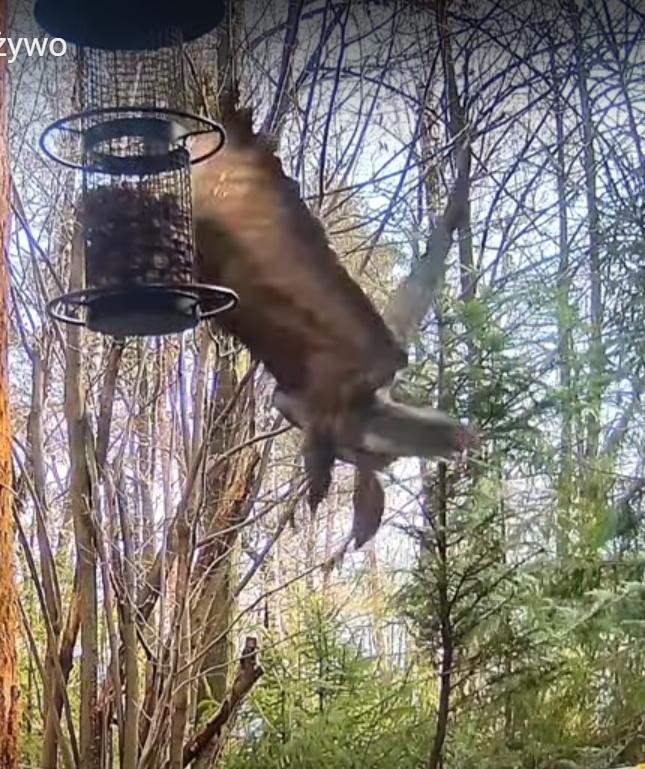 livebirdspoland_da0d5eda9d3348fae17b9109da01c8c0.jpg