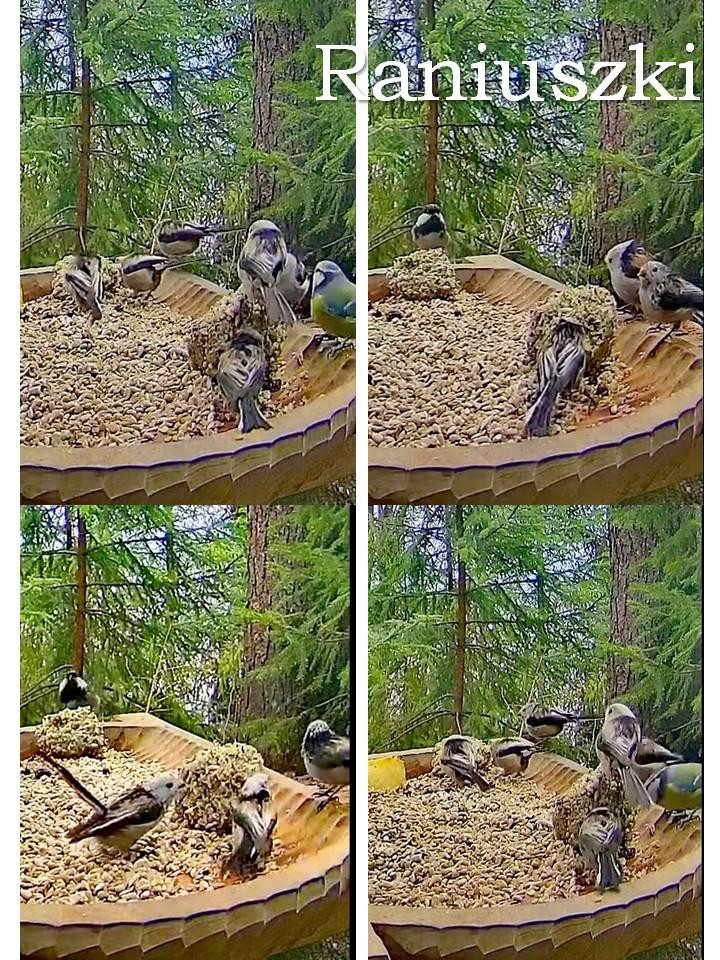 livebirdspoland_beb37b109d17096157a8ed3ec5cd6967.jpg