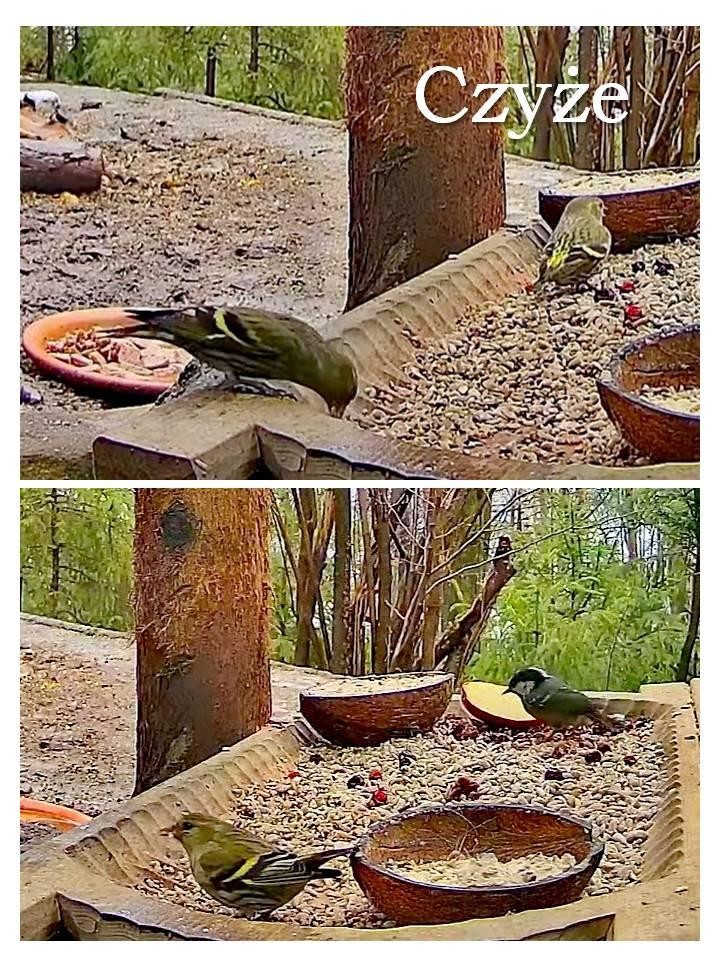 livebirdspoland_a5e1337c9fe3119ce4e90107075a34f1.jpg