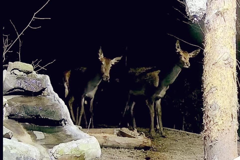 livebirdspoland_6085e585b253deb291a12af0a3b7c20f.jpg
