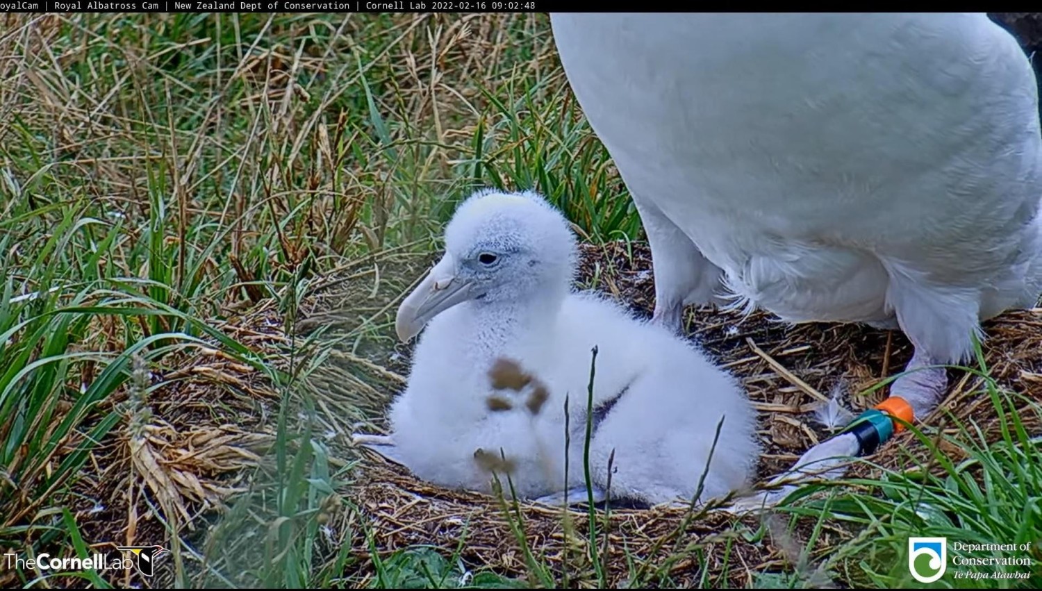 livebirdspoland_046f2c25e6c5c5f5b7a2de0a3e0bb104.jpg