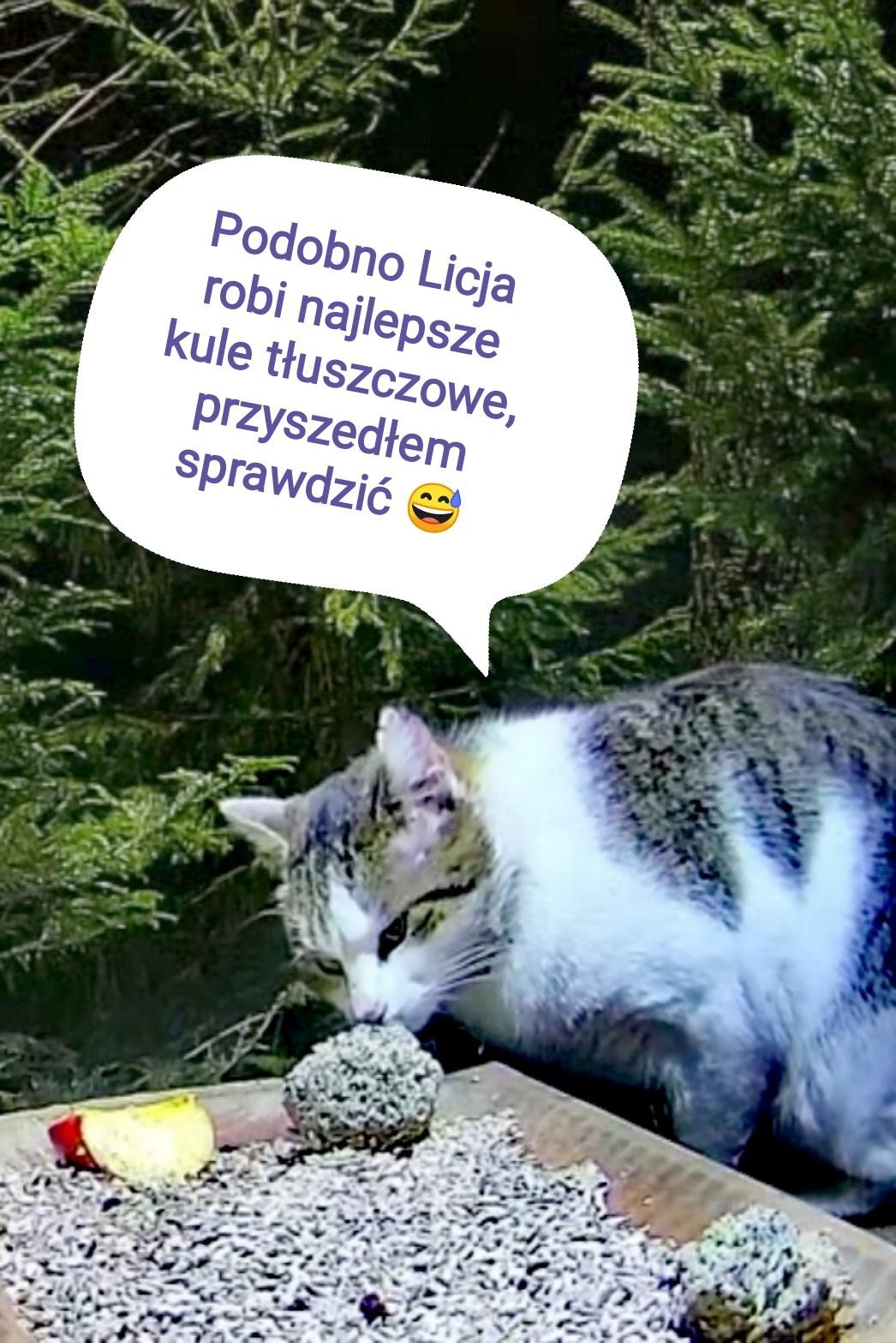 livebirdspoland_c0b61735f3c60a0b608a658a65f9d9e3.jpg