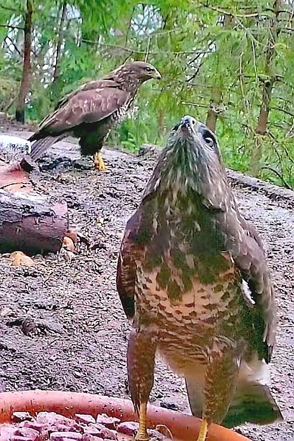 livebirdspoland_5fa5b83a50e17091296a3a02bde9de6c.jpg