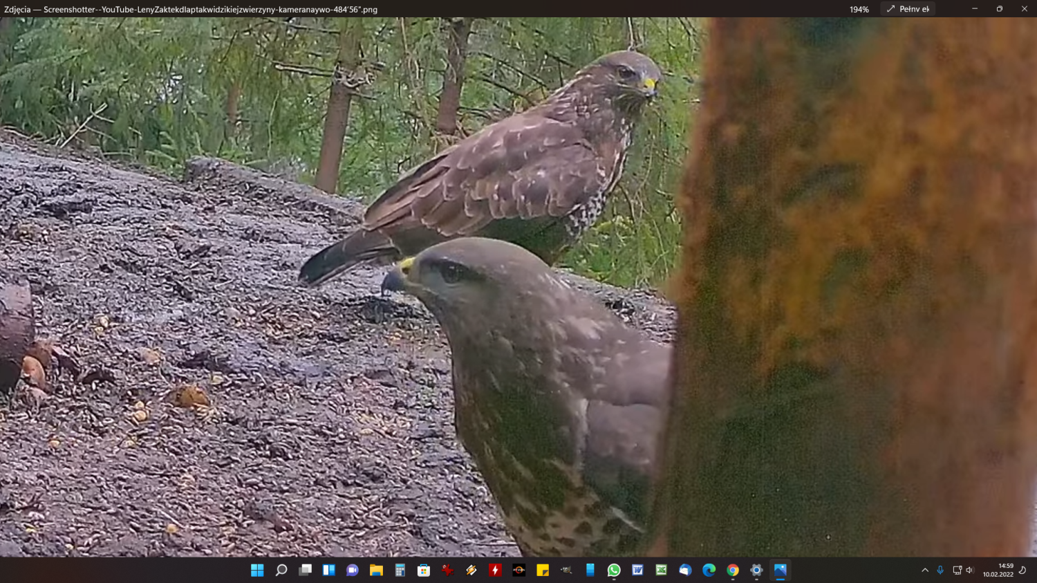 livebirdspoland_a69bfa41dbe4d454c868a9f87cd1f468.png