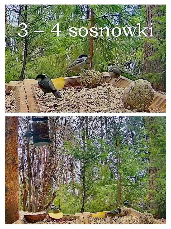 livebirdspoland_e20c3724e90d6e43c6d8d128c05290e3.jpg