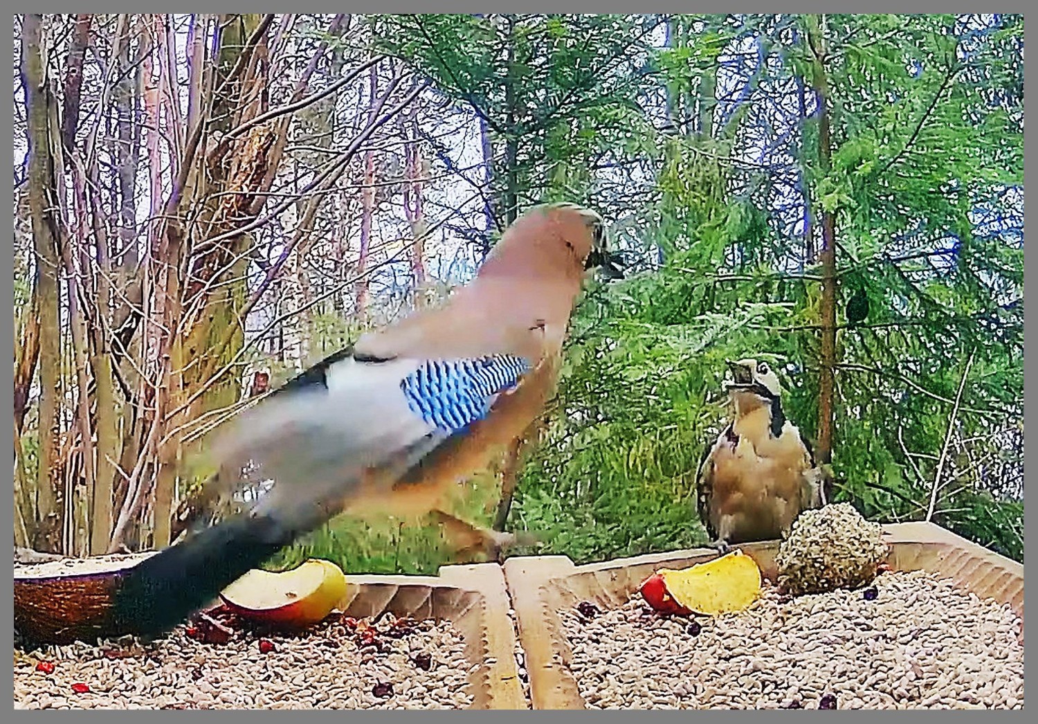 livebirdspoland_44e5e7607c05065976a94f415f349291.jpg