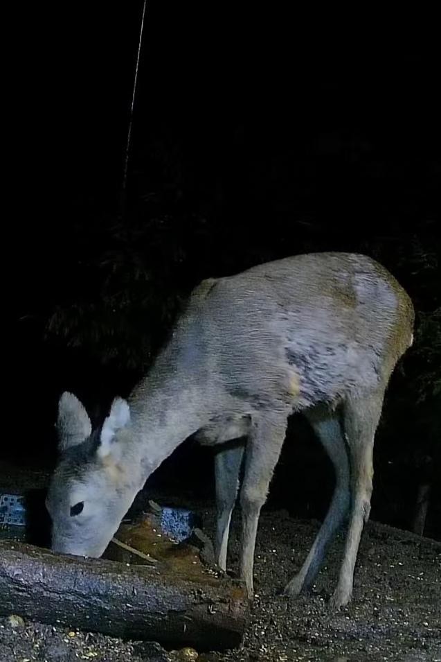 livebirdspoland_26174bcc18cac77fe53189b257ae7963.jpg