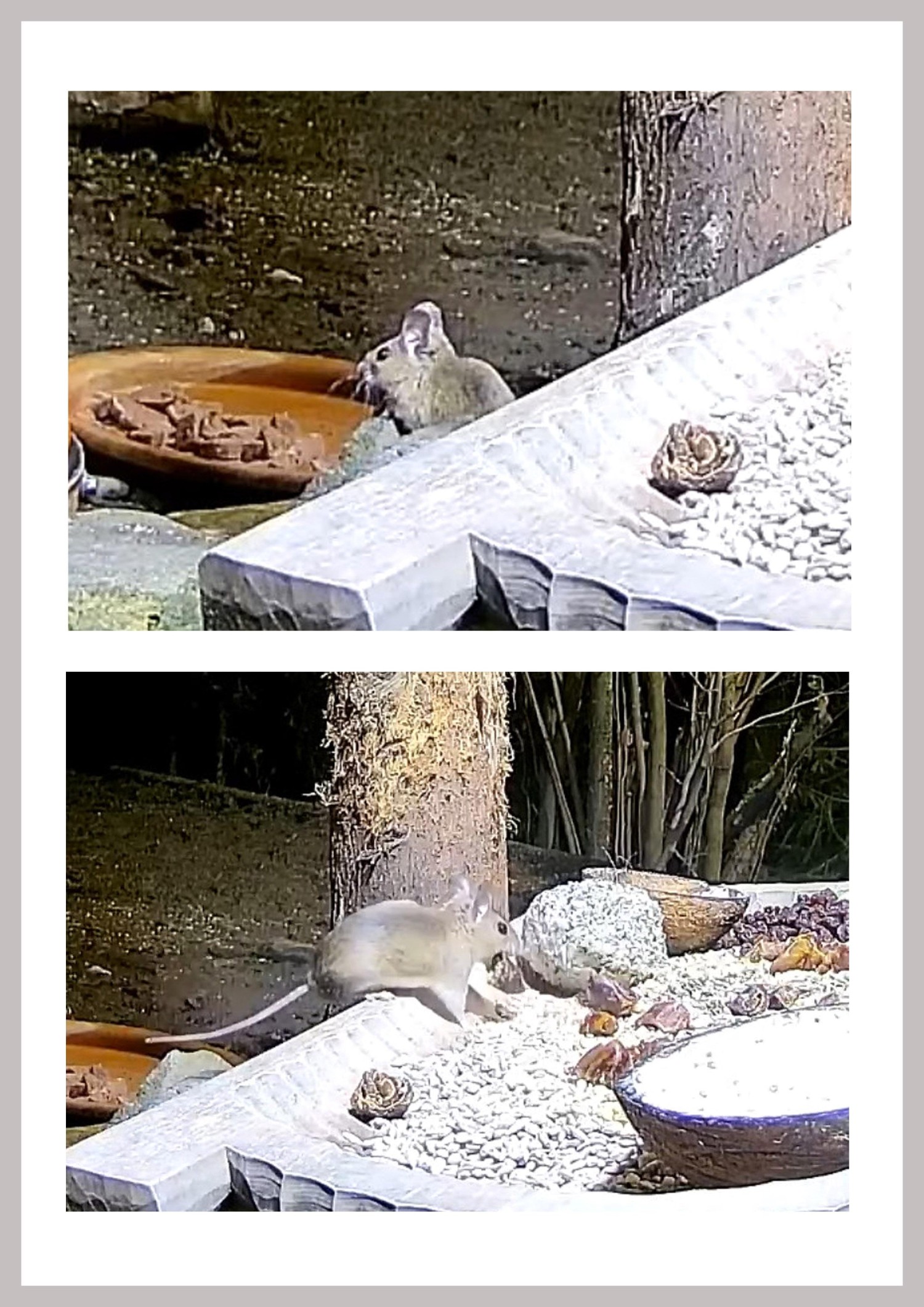 livebirdspoland_67785fdab9e4f716dfa10db9331c7370.jpg
