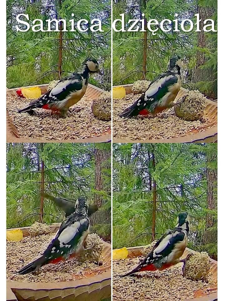 livebirdspoland_1eea71e497fc1d5f22216fe142dd9c08.jpg