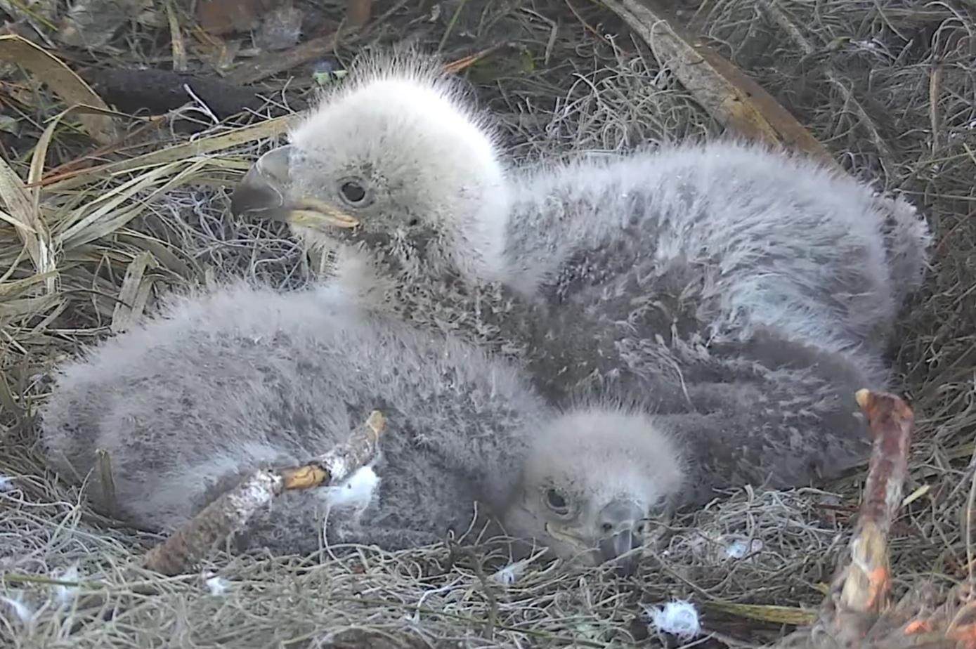 livebirdspoland_49eeb1570c3cefbff7fe8b5f91e71c8a.jpg