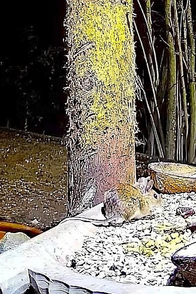 livebirdspoland_d53975805c2c4e6fa665b46b94329005.jpg