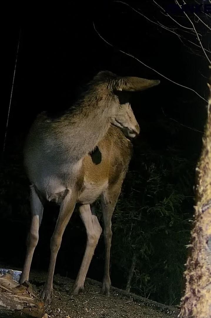 livebirdspoland_4b3f5f696bfba5747479c95bc7c81948.jpg