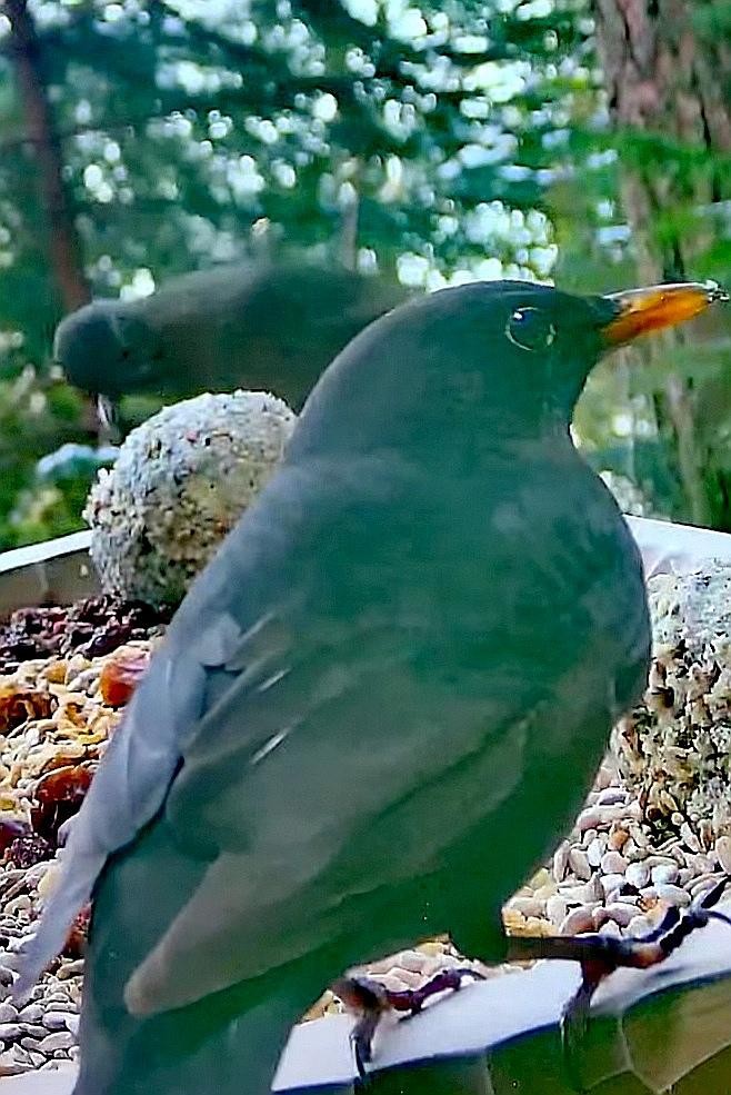 livebirdspoland_dd9b4a74611d6cfd012c1a70bda22243.jpg