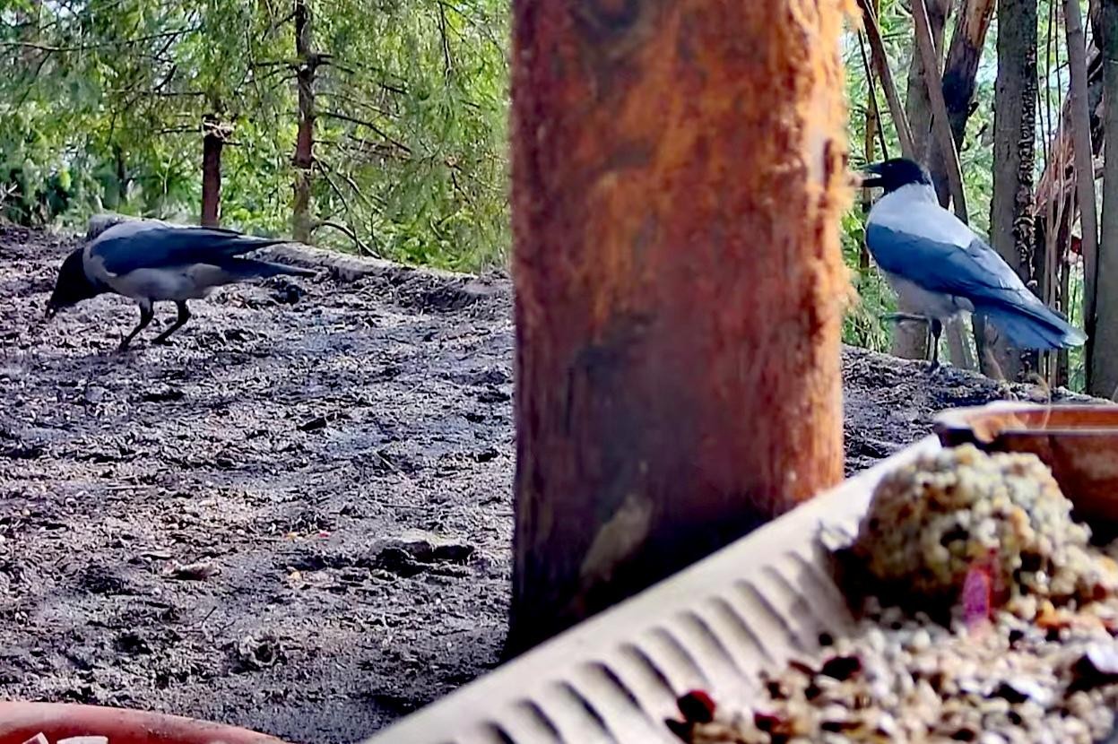 livebirdspoland_d2b04431f427258df0686ff9c5eeb0e7.jpg