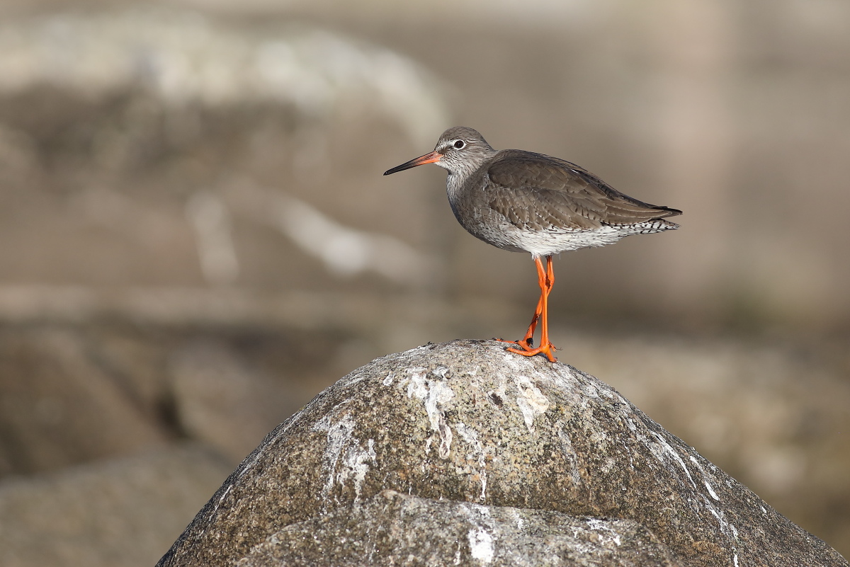 livebirdspoland_99b7edadce1b297810f31acae0dca27b.png