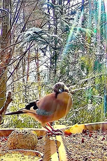 livebirdspoland_383582cf198264a491626614571e9e53.jpg