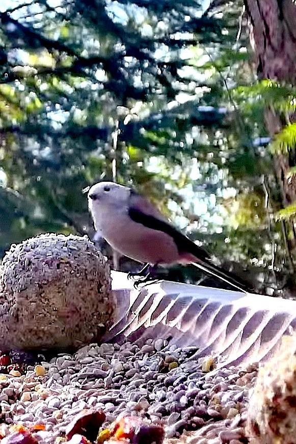 livebirdspoland_c0725c6471bc416c281f03416026154a.jpg