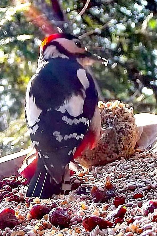 livebirdspoland_c20ea13cced37a1e5699dcc81e4ea92b.jpg