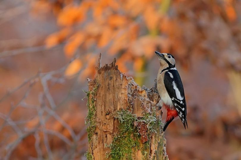 livebirdspoland_a5fa9edaf8be6256aa3996fce1ebbd63.png