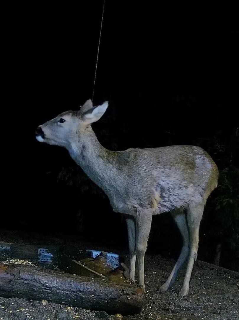 livebirdspoland_167a3b32f75c2b818c6881f3761142d4.jpg