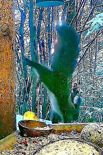 livebirdspoland_3220ccd2e81825bcdf362c78b090f96d (2).jpg
