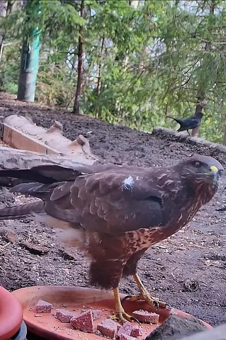 livebirdspoland_aeba404df7657d0c101fe4c99aee6ae8.jpg