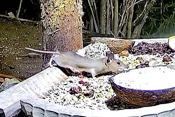 livebirdspoland_f4e32253cb964dec6248589f8817e704.jpg