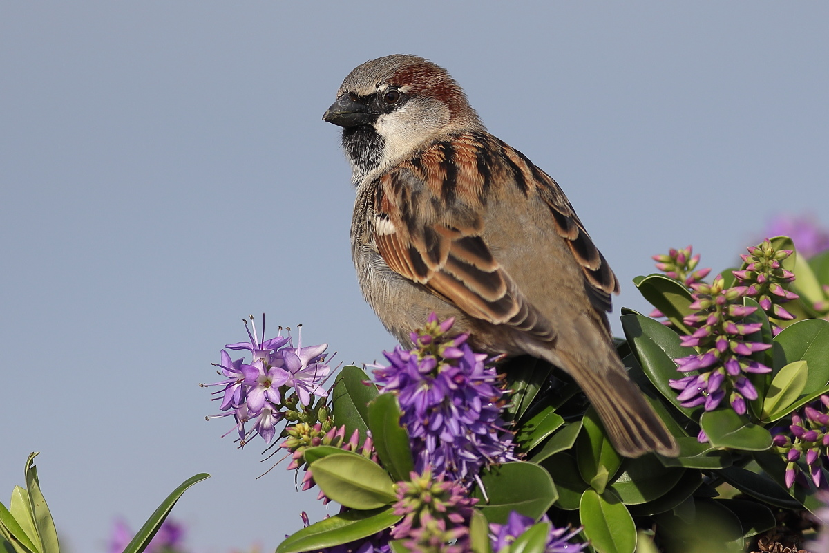 livebirdspoland_3be66b76e3f8a4896c6622ba61ce907b.png
