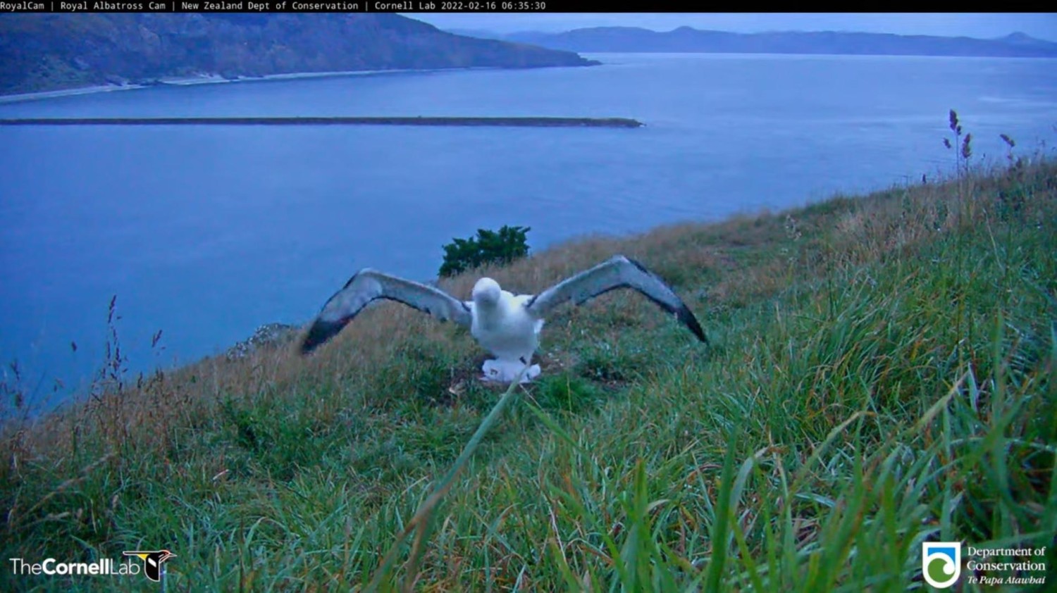 livebirdspoland_25f8e3d2fc73b4c357b48c7b7c34b6e7.jpg