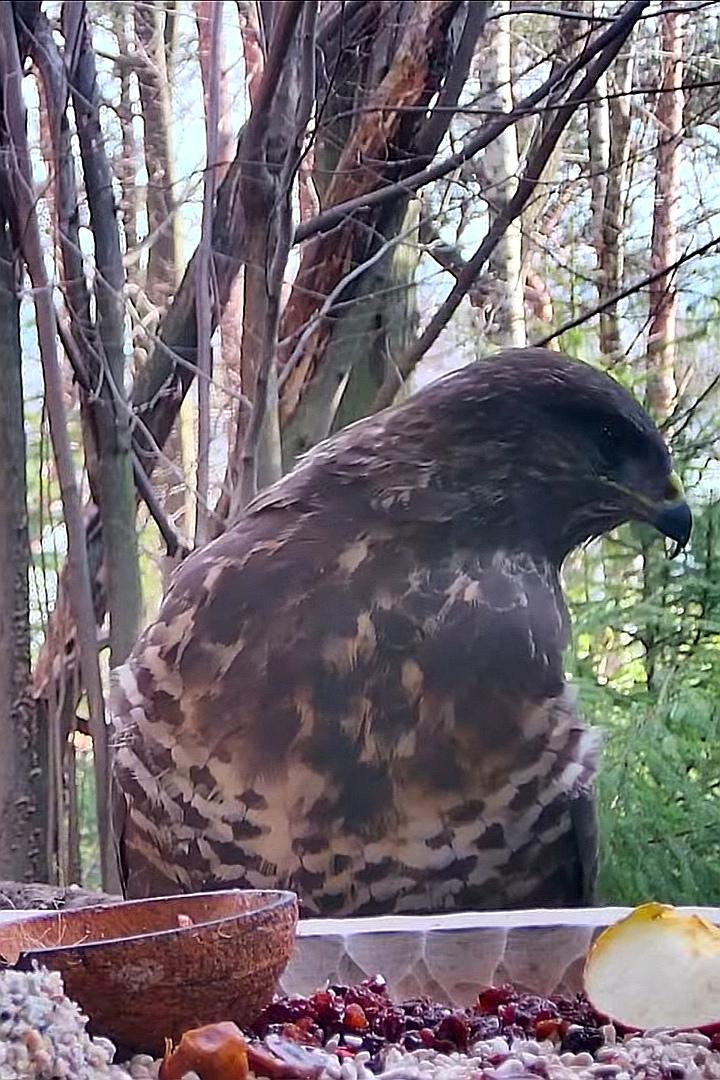 livebirdspoland_65f635f073b2d3ea6b1c177609294fb3.jpg
