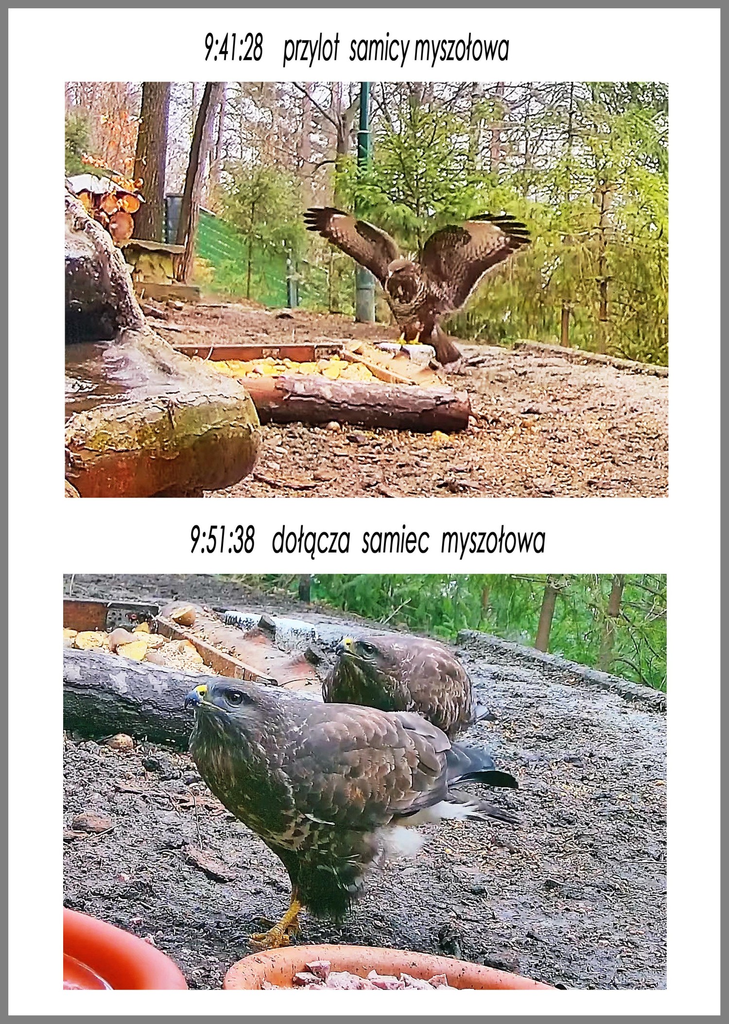 livebirdspoland_6656e6310d3d2e59e1a0555cb319d8b9.jpg