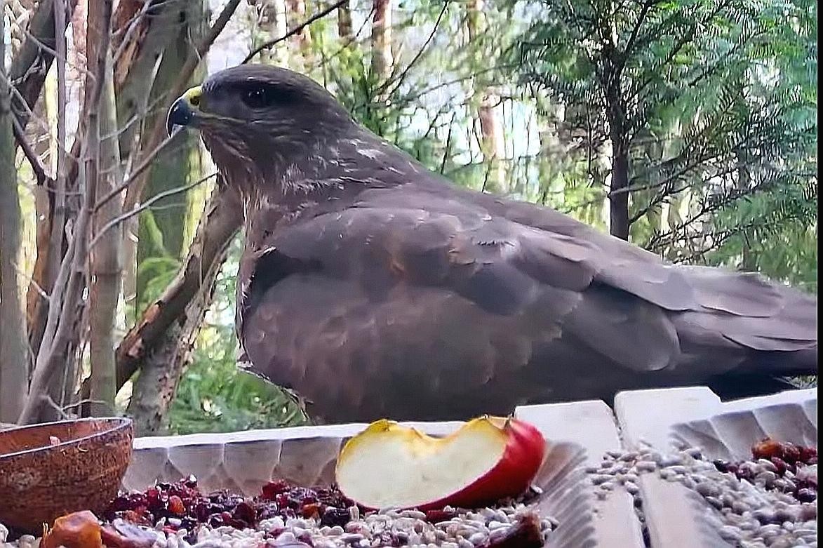 livebirdspoland_b2cdada4635643887761fe7c5a4f97a1.jpg