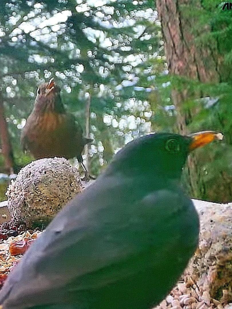 livebirdspoland_b1f45d336dcf50017b6efc0e667ef920.jpg