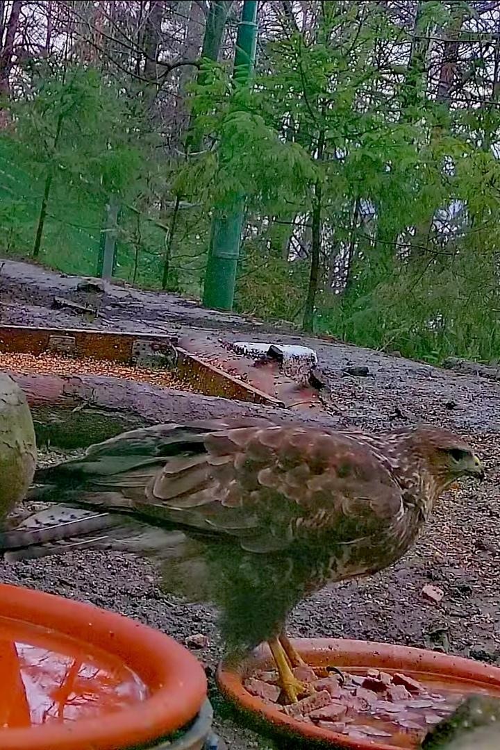 livebirdspoland_828d02e1f6328d4d5044d995c2be612f.jpg
