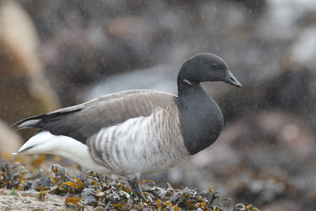 livebirdspoland_21172d8a1c51ac920b2c58a8d031ccfd.png