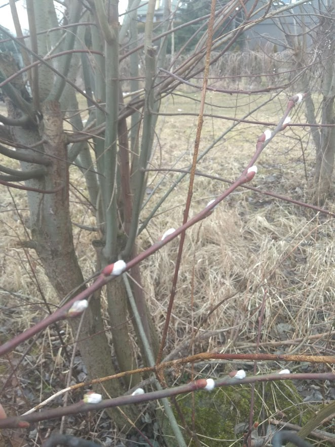 livebirdspoland_17a25593cf7d6aa3c6829a56c539917b.png