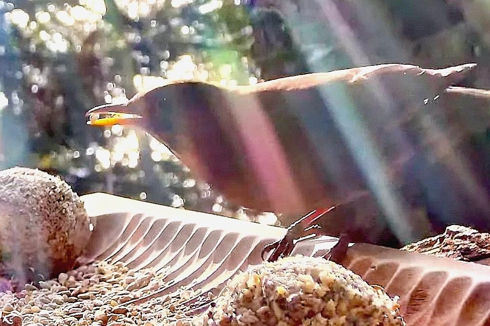 livebirdspoland_e840491f32fae72b0789a8f73b4c73aa.jpg